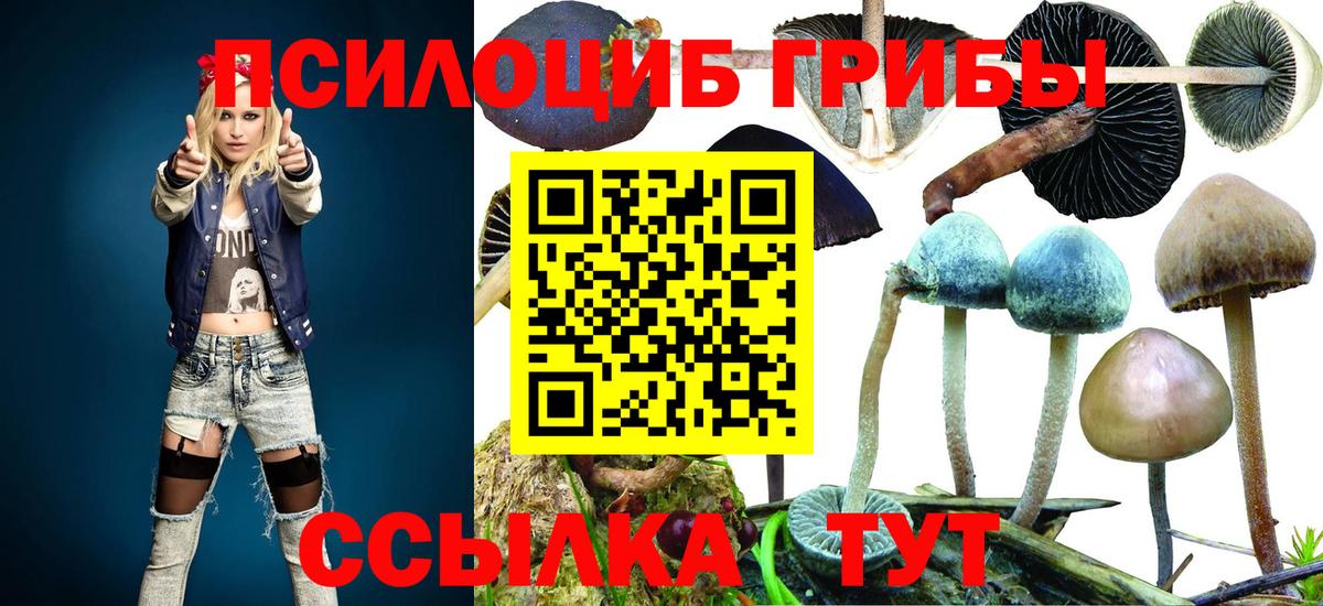 Салехард  Псилоцибиновые грибы Psilocybe  Вход с VPN 